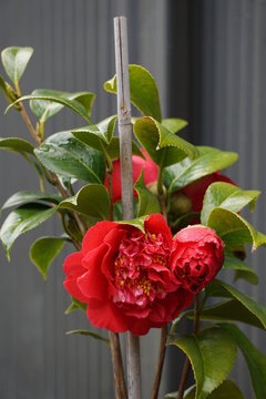 red kamelia in a garden