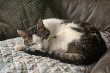 gato durmiendo sobre el sofa y con su mantita
