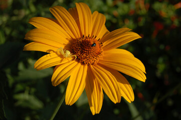 Yellow daisy with spider and beetle
