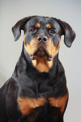 Young adult female purebred rottweiler posing