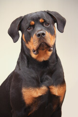 Young adult female purebred rottweiler posing