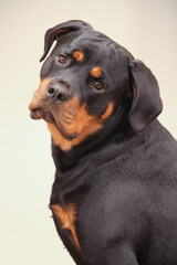 Young adult female purebred rottweiler posing