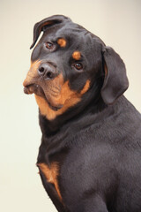 Young adult female purebred rottweiler posing