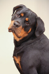 Young adult female purebred rottweiler posing