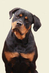 Young adult female purebred rottweiler posing