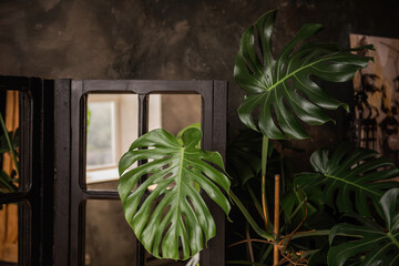 Loft dark interior. Textured concrete wall has wooden shutter mirror with monstera deliciosa flower