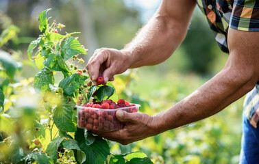 Gardening. Man picking raspberries, close up photo. Hobbies and leisure