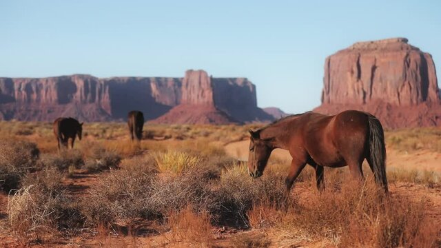 Herd of wild Mustang horses pasture on sagebrush meadows in the foothills of the Monument Valley mountain range, Arizona Utah USA. Cinematic wildlife footage in scenic wilderness nature background