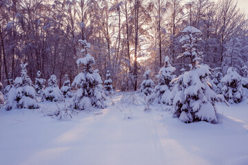 View of the winter forest at cold sunset.