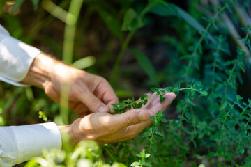 Collecting aromatic herbs in the garden, wellbeing and nature concepts