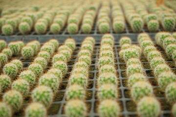 PLANTINES DE CACTUS EN UN VIVERO