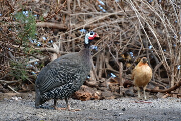 GALLINA DE GUINEA