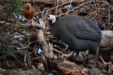 GALLINA DE GUINEA