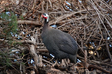 GALLINA DE GUINEA