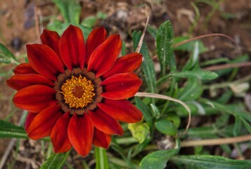 Macro portrait of a red Gazania. Botanical name: Gazania rigens