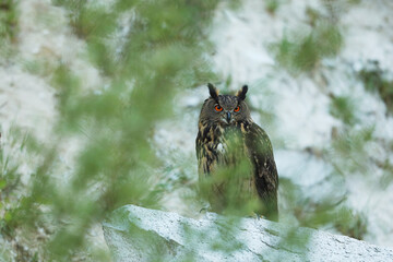 A big brown eared owl sits on the rock. Bubo bubo, close up. Eurasian eagle-owl
