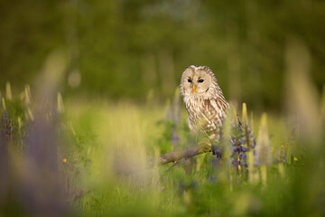 Ural owl siting on broken branch inside meadow with lupine flowers in summer day (Strix uralensis)