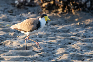 Masked Lapwing also known as a Plover bird hunting in the bay