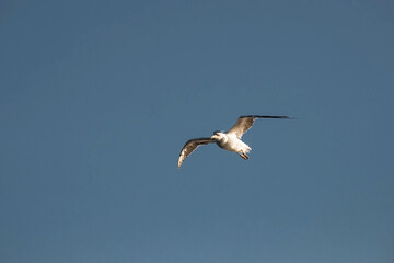 Fototapeta na wymiar A seagull is high in the sky. Wild birds.