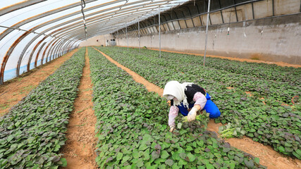 farmers gather sweet potato seedlings in greenhouses