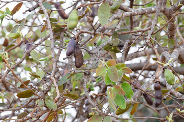 Jatobá ripe fruit in selective focus with blurred background of depth of field. Panoramic scene