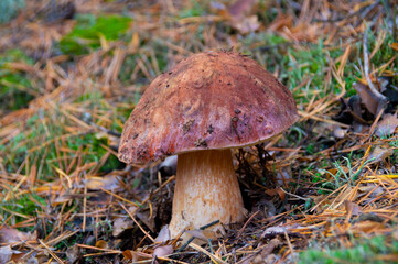 One beautiful edible white mushroom on a white leg with a brown cap grows in the forest.Close-up of the mushroom.Boletus is an edible mushroom.