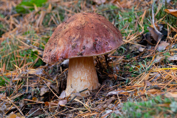 There is a beautiful edible white mushroom growing in the forest.Close-up of the mushroom.