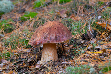 There is a beautiful edible white mushroom with a brown leg and a cap growing in the forest.Close-up of the mushroom.