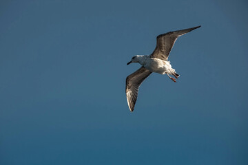 A seagull is high in the sky. Wild birds.
