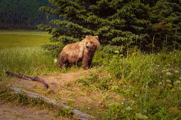 Fototapeta na wymiar Bear in Alaska