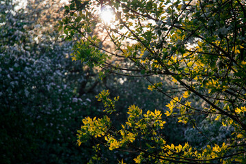 Fototapeta premium An apple tree branches with leaves against the sun by summer day