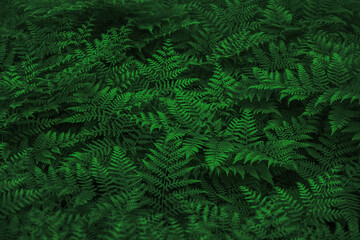 Naklejka na ściany i meble Abstract green leaf texture, fern nature background, dark tone