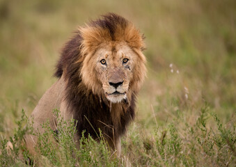 Obraz na płótnie Canvas A Male Lion in Africa 