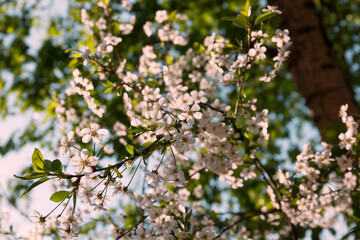 A closeup shot of a cherry flowers by spring day