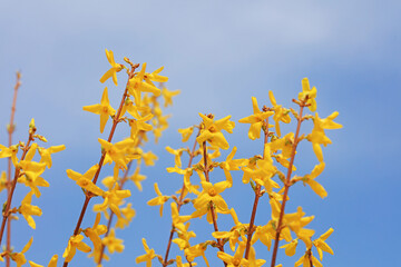 Obraz premium Blooming Forsythia flowers in the background of blue sky