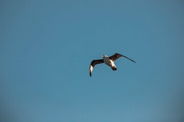 A seagull is high in the sky. Wild birds.