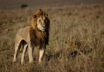 Obraz na płótnie Canvas A male lion in Africa 