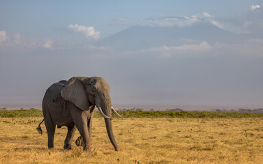 Fototapeta na wymiar An Elephant in Africa