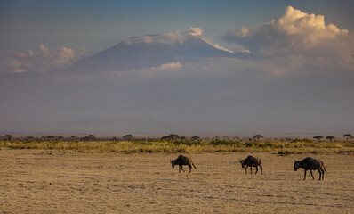 Fototapeta na wymiar The Great Wildebeest Migration in Africa 