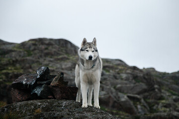 Fototapeta premium A gray dog stands on a stone cliff next to the Barents Sea