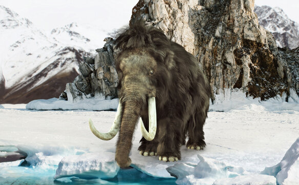 A Woolly Mammoth pauses for a drink in the arctic tundra with a mountainous background. 3d rendering.