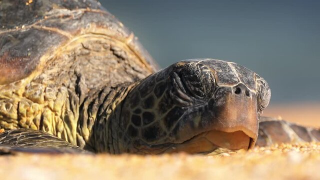 Close up head sea turtle screwing up eyes toward bright summer sun while peacefully sleeping on paradise beach on summer day. Beautiful turtle on Hawaii beach at blue sea USA. 4K wildlife conservation