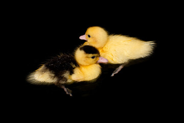 Cute yellow duckling swimming on black background