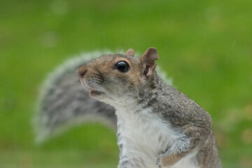 squirrel in the garden
