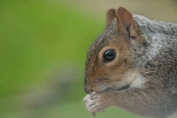 squirrel in the garden