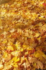 Yellow background of fallen maple leaves