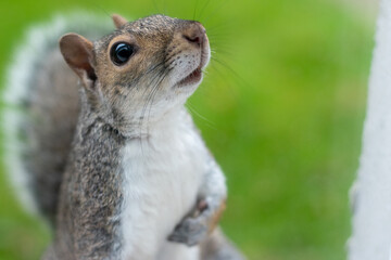 squirrel in the garden