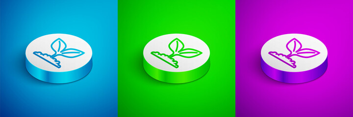 Isometric line Plant icon isolated on blue, green and purple background. Seed and seedling. Leaves sign. Leaf nature. White circle button. Vector
