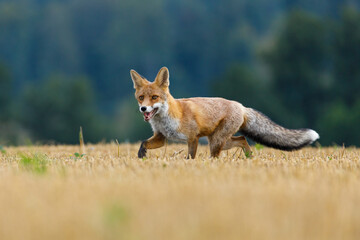 Hungry fox. Red fox, Vulpes vulpes, hunting voles on stubble. Fox sniffs on field after corn harvest. Beautiful orange fur coat animal with long fluffy tail. Wildlife, summer nature. Beast in habitat