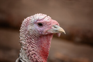 Portrait of turkey close-up. High quality photo